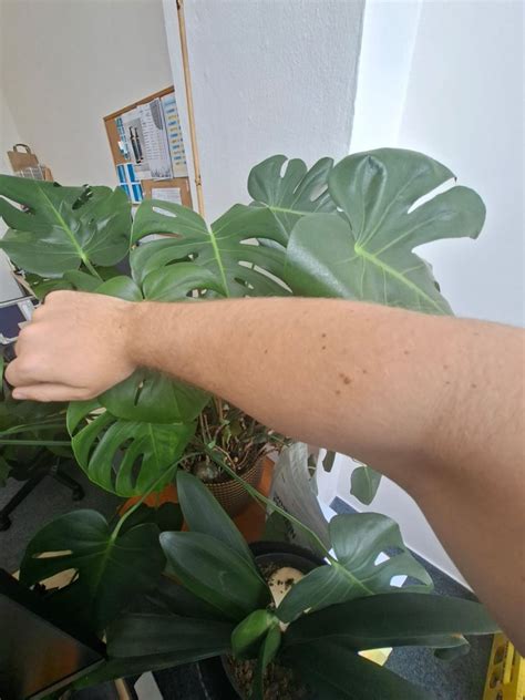 Ilustrácia psa s viditeľnými kožnými problémami, ako je začervenanie a strata srsti.