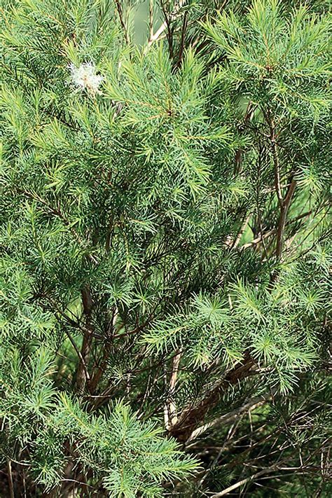 Ilustrácia listov stromu Melaleuca alternifolia (čajovník austrálsky)