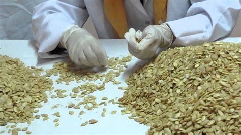 Ženy pri ručnej výrobe arganového oleja v Maroku