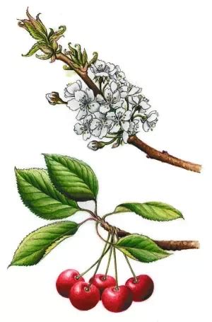 Ilustrácia čajovníka s listami, kvetmi a plodmi