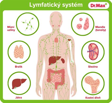 Ilustrácia lymfatického systému ľudského tela