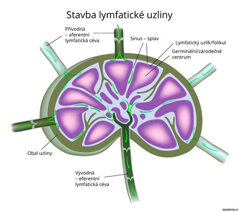 Detailná schéma lymfatickej uzliny a jej funkcie