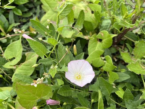 Zväčšený pohľad na typický pupenec žihľavky s okolitým začervenaním