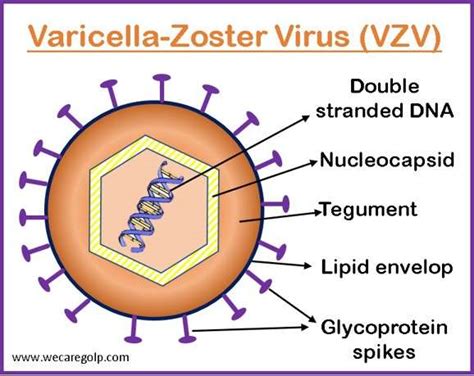 ilustrácia vírusu varicella-zoster