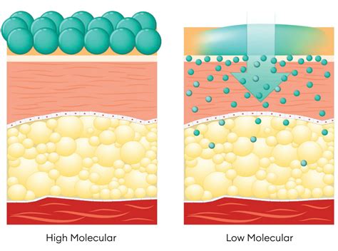 Schematické znázornenie účinku kyseliny hyalurónovej s dlhým a krátkym reťazcom v pleti