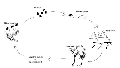 Schéma znázorňujúca životný cyklus kvasinky Malassezia na pokožke hlavy.