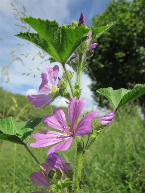 Ilustrácia rastlín: Slez lesný, biely čaj, dutohlávka snežná.