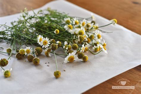 Ilustračná fotografia: príprava obkladu z kamilkového čaju na zapálenú pokožku.