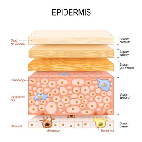 Schéma znázorňujúca pôsobenie chemického peelingu na rôzne vrstvy kože (epidermis a dermis) a proces regenerácie buniek.