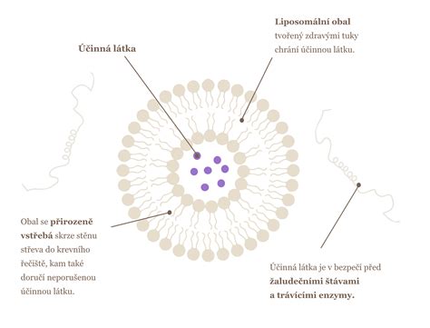 Infografika o mechanizme účinku Monoderma GR-System na bunkovej úrovni