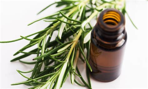 Schéma získavania tea tree oleja parnou destiláciou z listov čajovníka