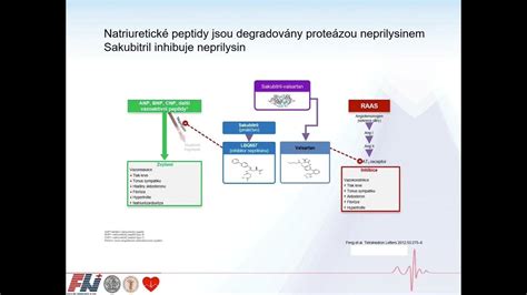 Schéma anafylaktického šoku a jeho prejavov