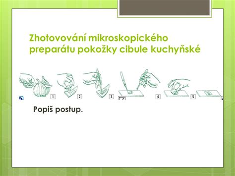 Schéma prípravy mikroskopického preparátu z pokožky cibule