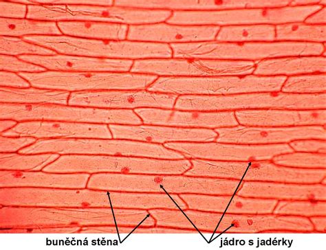 Mikroskopický pohľad na bunky pokožky cibule s vyznačenými štruktúrami