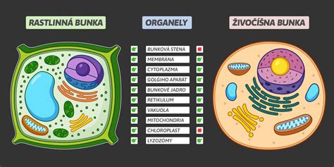 Diagram plazmolýzy a deplazmolýzy v rastlinnej bunke