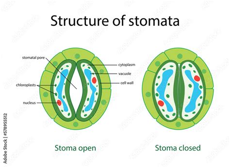 Detailná schéma prieduchu (stomata) na povrchu listu