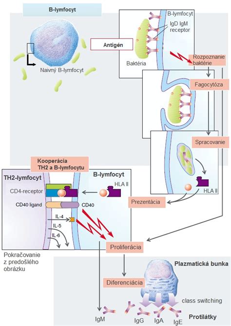 Infografika: Mechanizmy vzniku rosacey (genetika, imunitná reakcia, Demodex, cievne dysfunkcie)