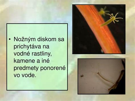 Tematická fotografia nezmara zeleného prichyteného na vodnej rastline