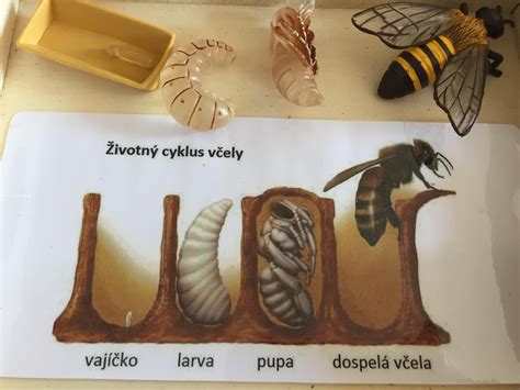 ilustrácia včiel a včelieho plástu s voskom