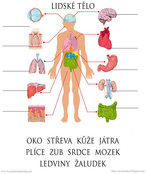 Schéma lokalizácie seborey na ľudskom tele (vlasová časť, okolie nosa, obočie, hrudník)