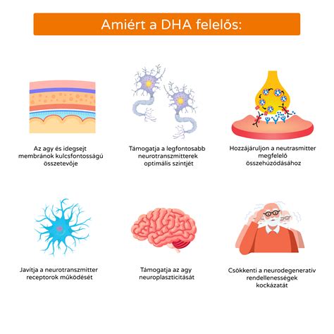 Infografika: Mechanizmus pôsobenia DHA na pokožku