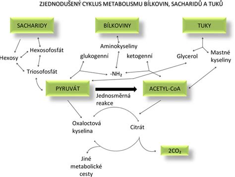 Schéma metabolizmu bilirubínu v tele a jeho vplyv na sfarbenie kože