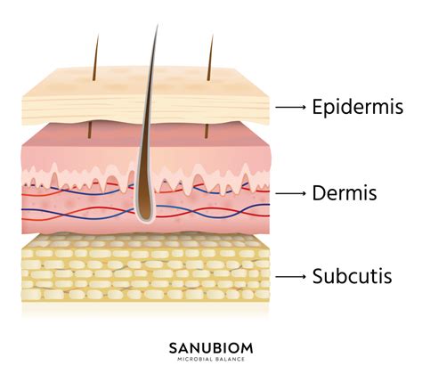 Ilustrácia vrstiev ľudskej pokožky s popiskami epidermis, dermis a subcutis.