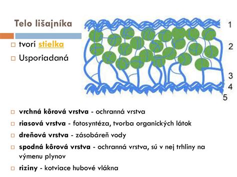 Schéma dvojfázového zloženia séra: vrchná žltá vrstva s exfoliantmi a spodná ružová vrstva s kalamínom