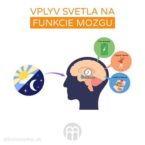 Schéma znázorňujúca mozgové funkcie a potenciálny vplyv macy