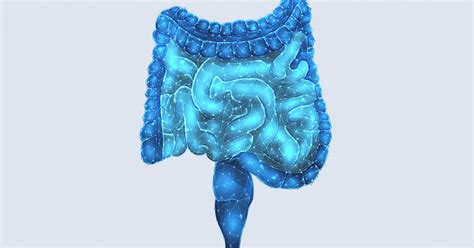 Obrázok znázorňujúci zdravé črevo a jeho spojenie s pokožkou.