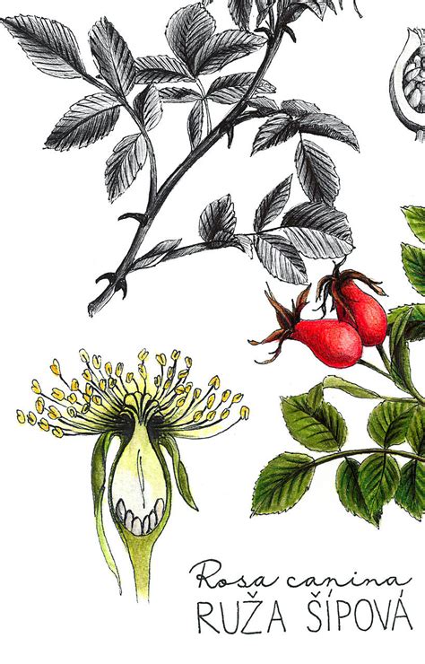 Botanická ilustrácia repíka lekárskeho so zameraním na kvitnúcu vňať a listy