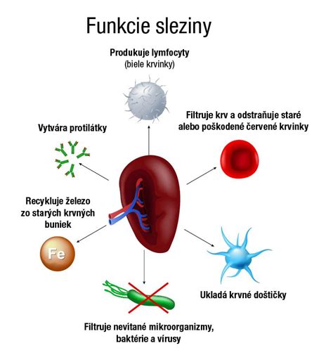Infografika zobrazujúca mechanizmy termoregulácie a funkcie potných žliaz v koži.