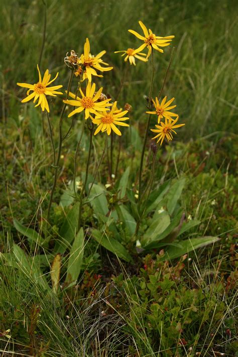 Arnika horská (Arnica Montana)