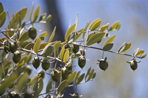 Plody rastliny Simmondsia chinensis (Jojoba)