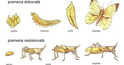 fotografia: rôzne štádiá hojenia kožného vredu