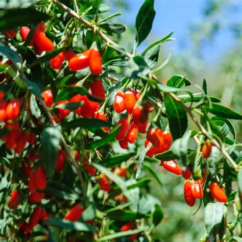 Červené plody kustovnice čínskej (goji)