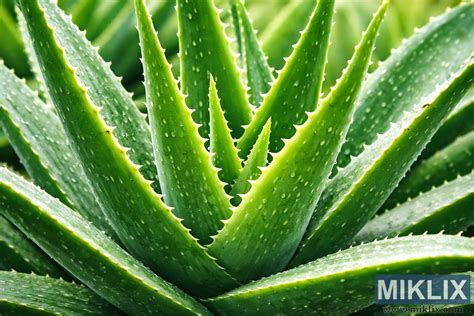 Detailný záber na dužinatý list Aloe Vera s gélovitou šťavou