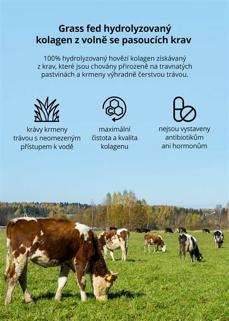 Ilustrácia procesu hydrolýzy kolagénu