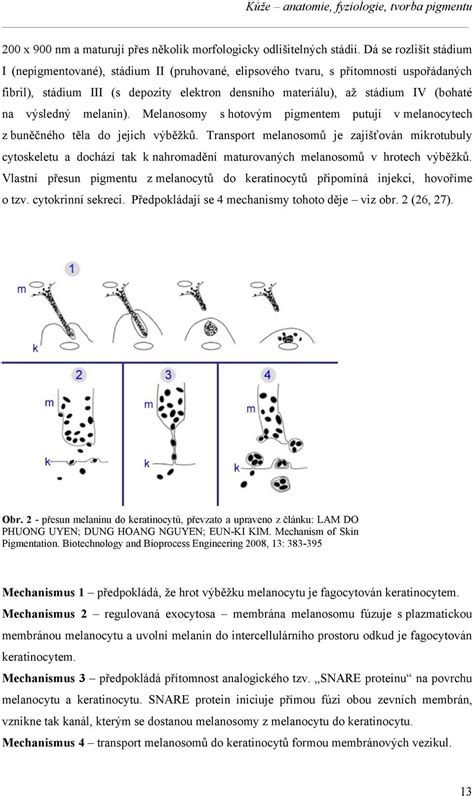 Schematické znázornenie prenosu melanozómov z melanocytu do keratinocytu