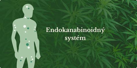 Detailná infografika o endokanabinoidnom systéme v koži a interakcii s kanabinoidmi.