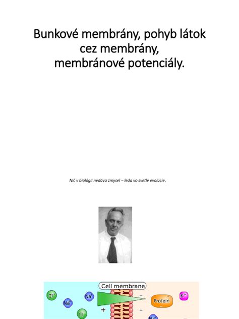 ilustrácia znázorňujúca prechod látok cez placentárnu bariéru