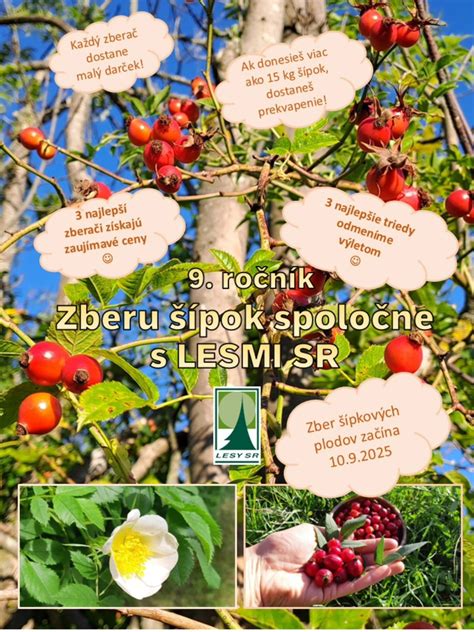 Ilustrácia zberu šípok v prírode