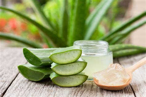 Schéma aplikácie aloe vera gélu na pokožku hlavy a vlasy