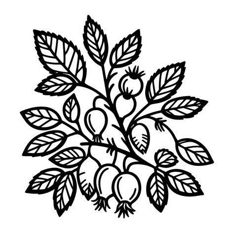 Ilustrácia keru ruže šípovej s plodmi