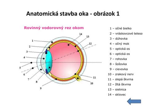 Ilustrácia ľudského oka s vyznačenými štruktúrami uveálneho traktu (dúhovka, ciliárne teleso, cievovka)