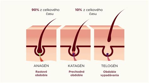 Infografika znázorňujúca fázy rastu vlasov a ako laser cielene pôsobí na chĺpky v aktívnej fáze