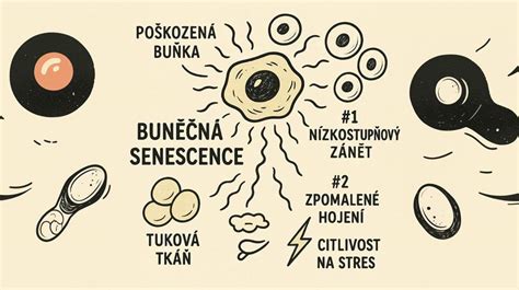 infografika znázorňujúca senescentné bunky a mechanizmus SASP