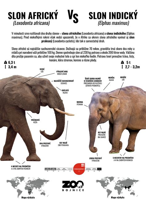 infografika rozdielov medzi sérom a krémom