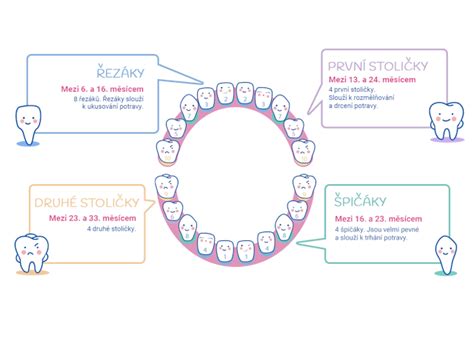 infografika s časovou osou prerezávania mliečnych zubov