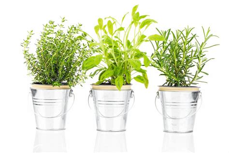 Ilustračná fotografia bylín, ktoré sa nachádzajú v kréme (napr. harmanček, šalvia, rozmarín)